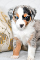 211108 Barkley_M_3605_Mini Aussie 4450