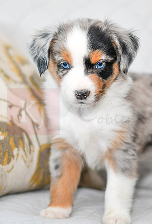 211108 Barkley_M_3605_Mini Aussie 4450