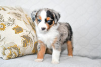 211108 Barkley_M_3605_Mini Aussie 4449