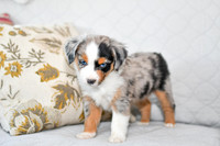 211108 Barkley_M_3605_Mini Aussie 4448
