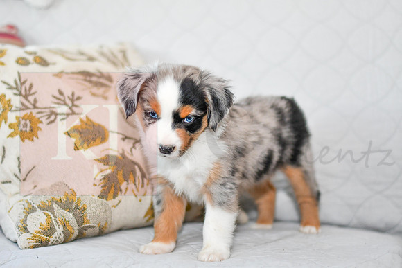 211108 Barkley_M_3605_Mini Aussie 4448