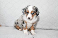 211108 Blueberry_F_3615_Mini Aussie 4460