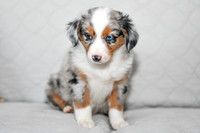 211108 Blueberry_F_3615_Mini Aussie 4462