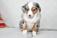 211108 Blueberry_F_3615_Mini Aussie 4464