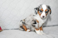 211108 Blueberry_F_3615_Mini Aussie 4466