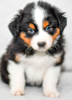 211108 Brady_M_3616_Mini Aussie 4484
