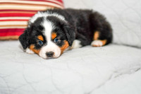 211108 Brady_M_3616_Mini Aussie 4485