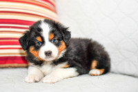 211108 Brady_M_3616_Mini Aussie 4486