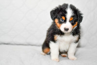 211108 Brady_M_3616_Mini Aussie 4488