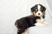 211108 Brady_M_3616_Mini Aussie 4489