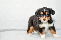 211108 Brand_M_3610_Mini Aussie 4468