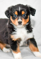 211108 Brand_M_3610_Mini Aussie 4469