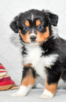 211108 Brand_M_3610_Mini Aussie 4471