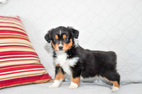 211108 Brand_M_3610_Mini Aussie 4470