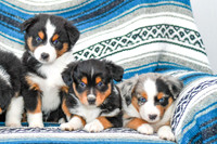 211108 AKC Champion_Mini Aussies 4494