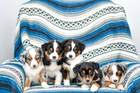 211108 AKC Champion_Mini Aussies 4497