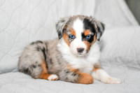 211108 Barkley_M_3605_Mini Aussie 4455
