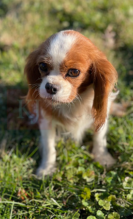 Mandi_F_8#_Cavalier 2021-11-24 at 10.03.03 AM