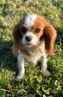 Mandi_F_8#_Cavalier 2021-11-24 at 10.03.13 AM