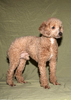 Willie_12#_M_Mini Poodle