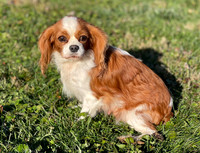 Mandi_F_8#_Cavalier 2021-11-24 at 10.02.56 AM