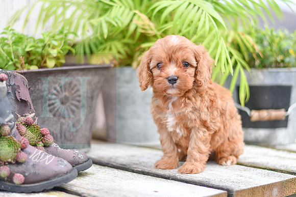 211117 Calvin_M_9182_Cavapoo 4829