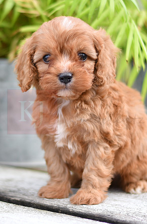 211117 Calvin_M_9182_Cavapoo 4830