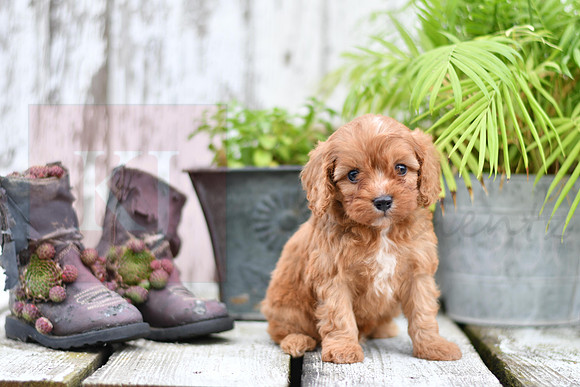 211117 Calvin_M_9182_Cavapoo 4838