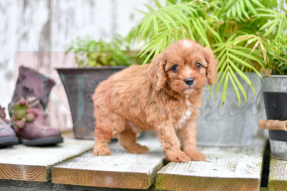 211117 Calvin_M_9182_Cavapoo 4832