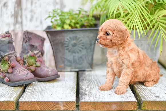 211117 Casper_M_9186_Cavapoo 4856