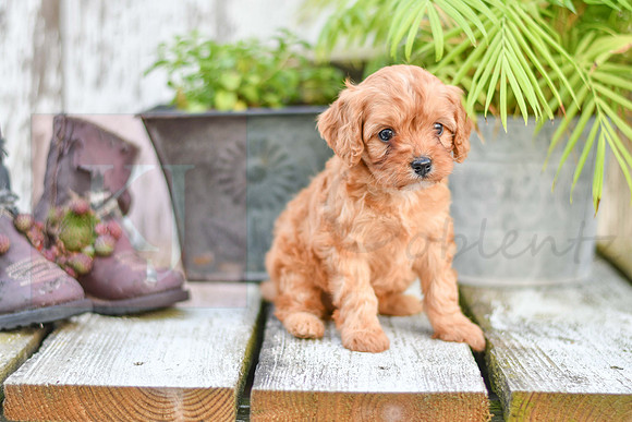211117 Casper_M_9186_Cavapoo 4860