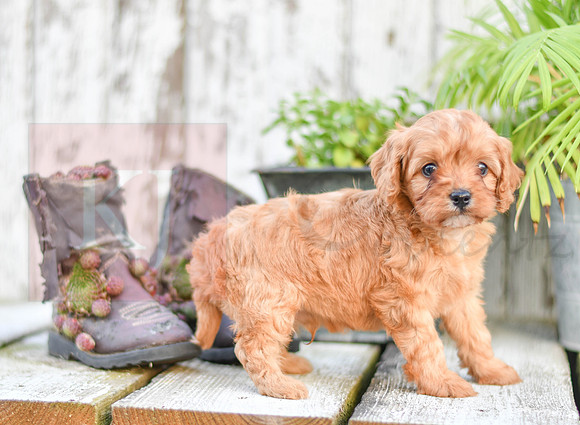 211117 Casper_M_9186_Cavapoo 4864