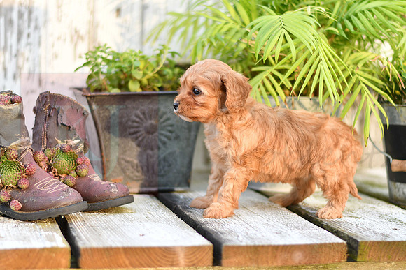 211117 Casper_M_9186_Cavapoo 4869