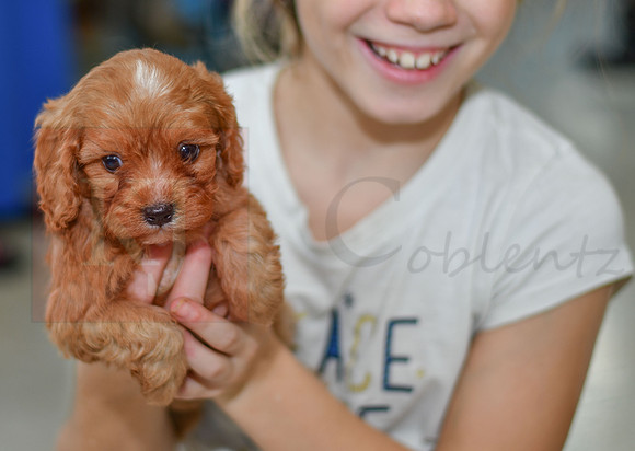211117 Calvin_M_9182_Cavapoo 4922