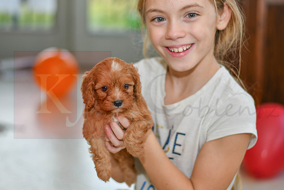 211117 Calvin_M_9182_Cavapoo 4923