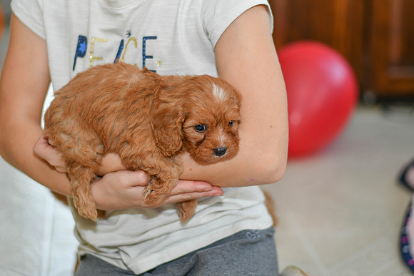 211117 Calvin_M_9182_Cavapoo 4924