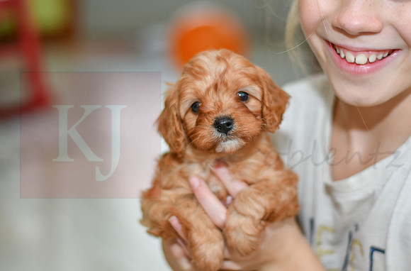 211117 Casper_M_9186_Cavapoo 4931