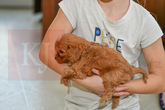 211117 Calvin_M_9182_Cavapoo 4925