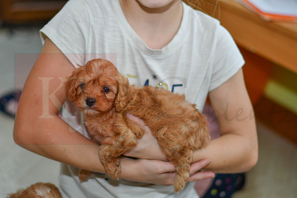 211117 Casper_M_9186_Cavapoo 4933