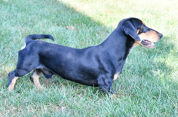 Grady_M_11#_Mini Dachshund