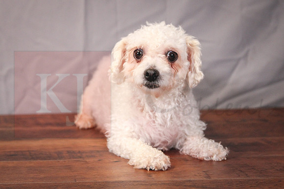 Maisy-Female-10-12lbs