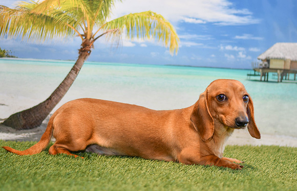 211129 Bubba_M_Mini Dachshund_12# 5324