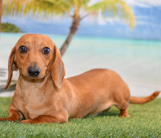 Bubba_M_Mini Dachshund_12# 5326