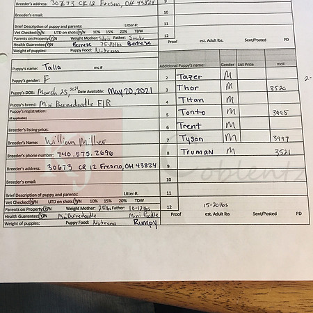03.25.21 Mini Bernedoodle F1B Sell Sheet