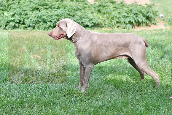 Manny_M_100#_Weimaraner