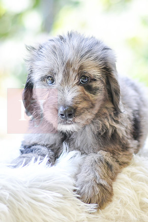 Maverick_M_0030_Aussiedoodle-3