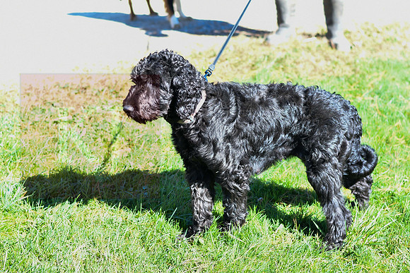 Mother_F_Labradoodle-Aussie