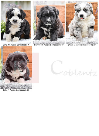08.30.20 Aussie:Bernedoodle Litter