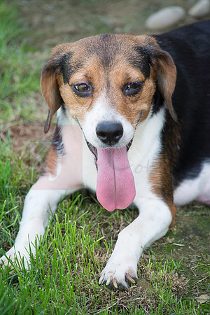 160916_QuailCreek Kennel_194