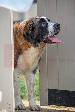 160916_QuailCreek Kennel_180